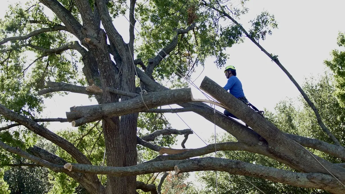 Professional Hazardous Tree Removal performed by certified arborists in Traphill