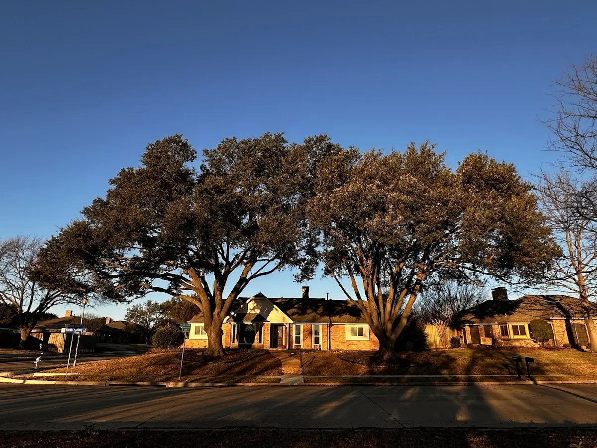 Established residential canopy tree shading a home in Traphill